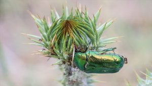 Iğdır'da altın böceklerinin beslenme anını AA kamerası görüntüledi