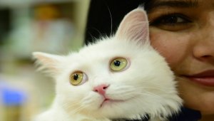 Iraklı kadın gazeteci ve kedisi Klu, Kovid-19'u birlikte yendi