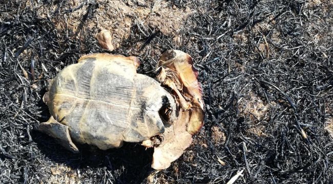 İtfaiyecilerin yanarak telef olan kaplumbağa üzüntüsü
