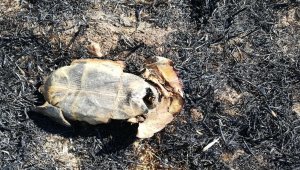 İtfaiyecilerin yanarak telef olan kaplumbağa üzüntüsü
