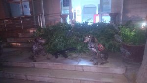 İzmir'de 73,5 kilogram esrar ile 392 kök Hint keneviri ele geçirildi