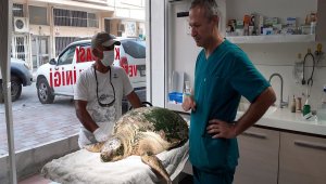 İzmir'de yaralı bulunan caretta caretta tedavi altına alındı