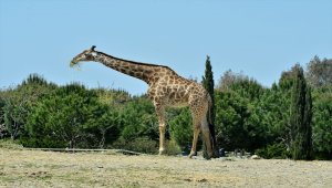 İzmir Doğal Yaşam Parkı'nın simge hayvanlarından zürafa "Zarife" hayatını kaybetti 