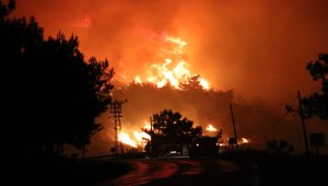 İzmir'in Menderes ilçesindeki orman yangını