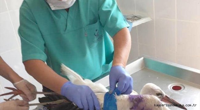 Kahramankazan'da yaralı bulunan leylek "Mazlum" iyileştirildi, doğaya salındı