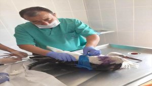 Kahramankazan'da yaralı bulunan leylek "Mazlum" iyileştirildi, doğaya salındı