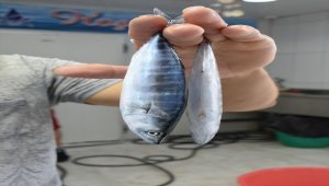 Karadeniz'de oltalara takılan palamutlar balıkçıları umutlandırdı 