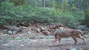 Karakulak ve vaşağın Batı Anadolu'da bir arada yaşadığı ortaya çıktı
