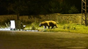Kars'ta mahalle sakinleri bozayılardan korunmak için bahçelerinde çitli önlem aldı