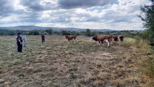 Kastamonu'da kaybolan büyükbaş hayvanlar drone yardımıyla bulundu