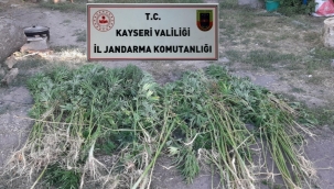 Kayseri Son Dakika: Jandarma ekipleri, 236 kök Kenevir ele geçirdi