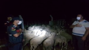 Kırklareli'nde ağaçlık alanda kaybolan 47 koyunu jandarma buldu
