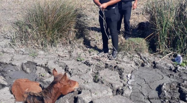 Kızılırmak Deltası Kuş Cenneti'nde çamura saplanan tayı belediye ekipleri kurtardı