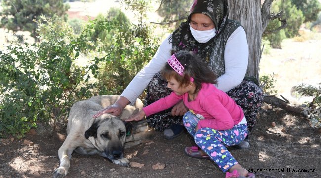 Konya'da köpekler şefkatli ve huzurlu yuvaya kavuşturuluyor