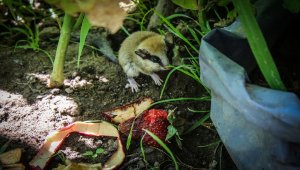 Kütahya'da kedilerin elinden kurtarılan ağaç yediuyuru doğal ortamına bırakıldı