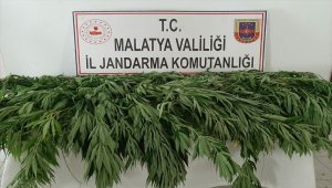 Malatya'da 1530 kök Hint keneviri ele geçirildi
