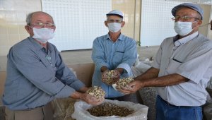 Manisalı haşhaş üreticisi fiyattan memnun
