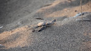 Mersin'de deniz kaplumbağalarının yuvalama alanları temizlendi