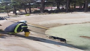 Mersin'de girdikleri yangın havuzunda çamura saplanan iki köpek kurtarıldı 