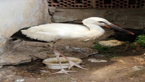 Mersin'de göç yolunda yorgun düşen leyleğe yardım eli