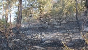 Mersin'de ormanlık alanda çıkan yangın söndürüldü