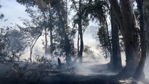 Muğla'da çıkan yangında okaliptüs ağaçlarının da bulunduğu 2 hektarlık alan zarar gördü