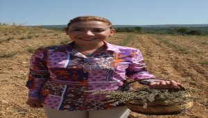 Muğla'da Lavanta Hasat Şenliği yapıldı