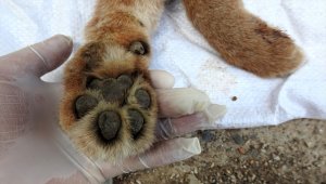 Muğla'da ölü "karakulak" bulundu