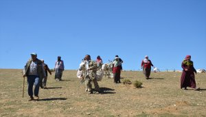 Muş'ta "berivanlar" süt sağmak için her gün kilometrelerce yürüyor