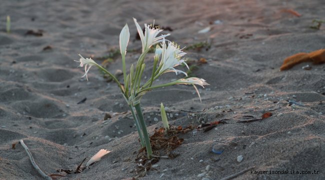 Nesli tükenme tehlikesindeki kum zambakları Adana sahillerinin "süsü" oldu