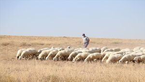 Niğde'de büyüme ve gelişme hızı ile et verimi yüksek koyun ıslah edildi 