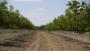 Orman köylüleri ceviz ve badem ağaçlarından 435 milyon lira gelir bekliyor