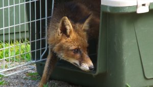 Ormanya'da tedavi edilen iki yavru tilki doğaya salındı
