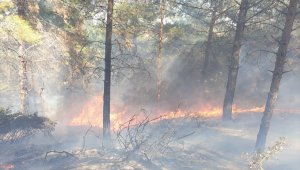 Osmaniye'de çıkan orman yangını kontrol altına alındı