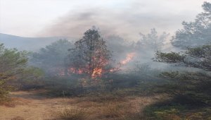 Sakarya'da orman yangını çıktı