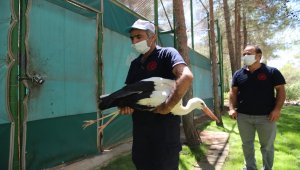 Şanlıurfa'da tedavisi tamamlanan leylek doğaya bırakıldı
