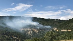 Sinop'ta orman yangınında 30 hektarlık alan zarar gördü
