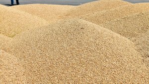 Sözleşmeli üreticilik modeline geçen çiftçiler ilk hasada başladı