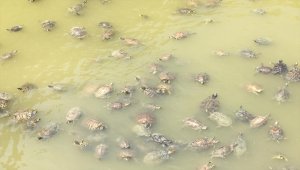 Tarihi Mamure Kalesi'ni çevreleyen kanaldaki sevimli kaplumbağalar ilgi çekiyor