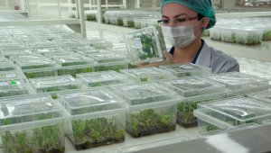 Tekfen Tarım, TSE Kovid-19 Güvenli Üretim Sertifikası aldı