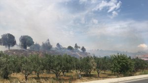 Tekirdağ'da zeytinlik alanda yangın çıktı