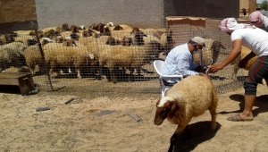 Tel Abyad'da son 1,5 ayda yaklaşık 120 bin hayvana aşı yapıldı
