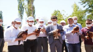 Tokat'ta "kene avcısı" bin keklik ve sülün doğaya salındı