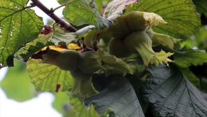 Trabzon'da fındık hasadına başlandı