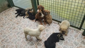 Trabzon'da sokak hayvanları "mikroçip" ile takip ediliyor