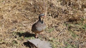 Tunceli'de bin kınalı keklik doğayla buluşturuldu
