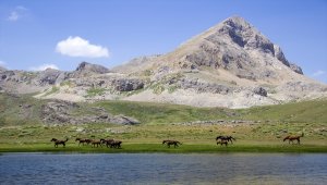 Tunceli'de göçerlerin doğaya saldığı atlar yaylalara renk katıyor
