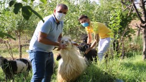 Türkiye Gaziler ve Şehit Aileleri Vakfı Siirt'te şehit ailelerine kurban eti dağıttı