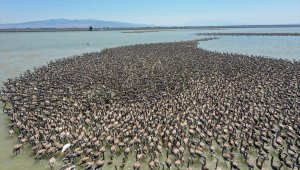 Türkiye'nin büyüleyen güzelliği: Kuş cennetleri