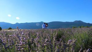 Uçsuz bucaksız mor tarlalar gelin ve damatların albümünü süslüyor 